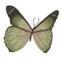 Raster butterfly pattern. Isolated