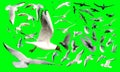 Raster clip art of birds gulls, doves in flight on a green background chromakey