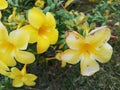 Allamanda Cathartica compare healthy Royalty Free Stock Photo