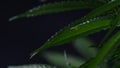 Rasterized herbal cannabis leaf. Hemp cultivation. Illegal smoking, cannabidiol