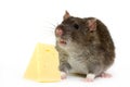 Rat Royalty Free Stock Photo