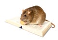 Rat Royalty Free Stock Photo