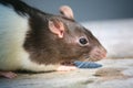 Rat Royalty Free Stock Photo
