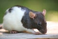 Rat Royalty Free Stock Photo