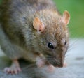 Rat Royalty Free Stock Photo