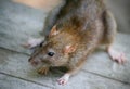 Rat Royalty Free Stock Photo
