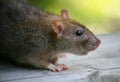 Rat Royalty Free Stock Photo