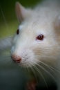 Rat Royalty Free Stock Photo