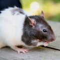 Rat Royalty Free Stock Photo