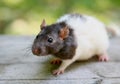 Rat Royalty Free Stock Photo