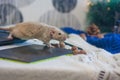 Rat beige on a computer keyboard. hacker and hacking sites Royalty Free Stock Photo