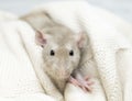 A rat in a blanket. A blue decorative rat under a knitted blanket.