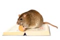 Rat and the book Royalty Free Stock Photo