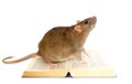 Rat and book Royalty Free Stock Photo
