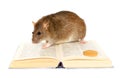 Rat and book Royalty Free Stock Photo