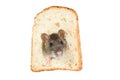 Rat in bread hole Royalty Free Stock Photo