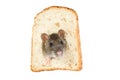 Rat in bread hole