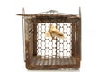 Rat cage trap Royalty Free Stock Photo