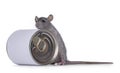 Rat with can on white background