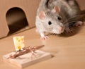 Rat and cheese Royalty Free Stock Photo
