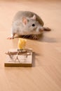 Rat and cheese Royalty Free Stock Photo