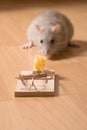 Rat and cheese Royalty Free Stock Photo