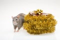 Rat and Christmas present Royalty Free Stock Photo