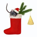 Rat in the Christmas stocking Royalty Free Stock Photo