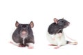 Rat close-up isolated on white background Royalty Free Stock Photo