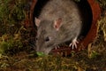 A rat coming out of a drainpipe Royalty Free Stock Photo