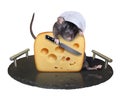 Rat cook cuts cheese on tray Royalty Free Stock Photo