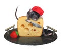 Rat cook cuts cheese on tray 2 Royalty Free Stock Photo