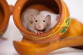 Rat cook. Little mice in food Royalty Free Stock Photo