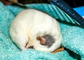 Rat curled up in sleep Royalty Free Stock Photo