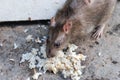 A rat eating