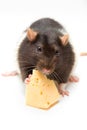 Rat eating cheese Royalty Free Stock Photo
