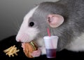 Rat eating fast food Royalty Free Stock Photo