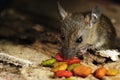 Rat eating feed on wood texture