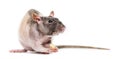 Rat eating peanut, isolated