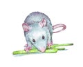 Rat eating verdure