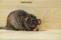 Rat eats a bread rusk. Royalty Free Stock Photo