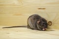 Rat eats a bread rusk. Royalty Free Stock Photo