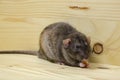Rat eats a bread rusk. Royalty Free Stock Photo