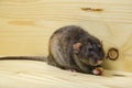 Rat eats a bread rusk. Royalty Free Stock Photo