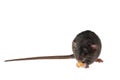 The rat eats cheese. The mouse is holding a treat in its hands. Rodent isolated on white background for lettering and Royalty Free Stock Photo