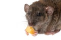 The rat eats cheese. The mouse is holding a treat in its hands. Rodent isolated on white background for lettering and Royalty Free Stock Photo