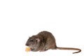 The rat eats cheese. The mouse is holding a treat in its hands. Rodent isolated on white background for lettering and Royalty Free Stock Photo