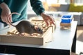 rat exploring a safe, homemade maze on a table supervised by a person