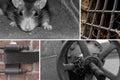 Rat factory abandoned production valve basement grille grunge background. base abandoned building