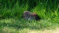 Rat feeding in grass at side of stream.